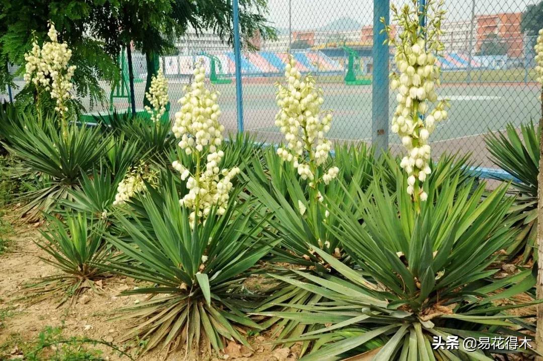 丝兰凤尾兰剑麻就是同一种植物吗,龙舌兰和剑兰的区别图片