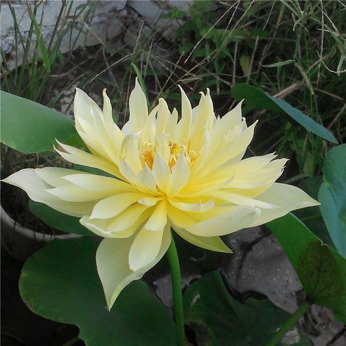 今天分享几十种荷花品种图鉴,荷花品种大全及名称图片