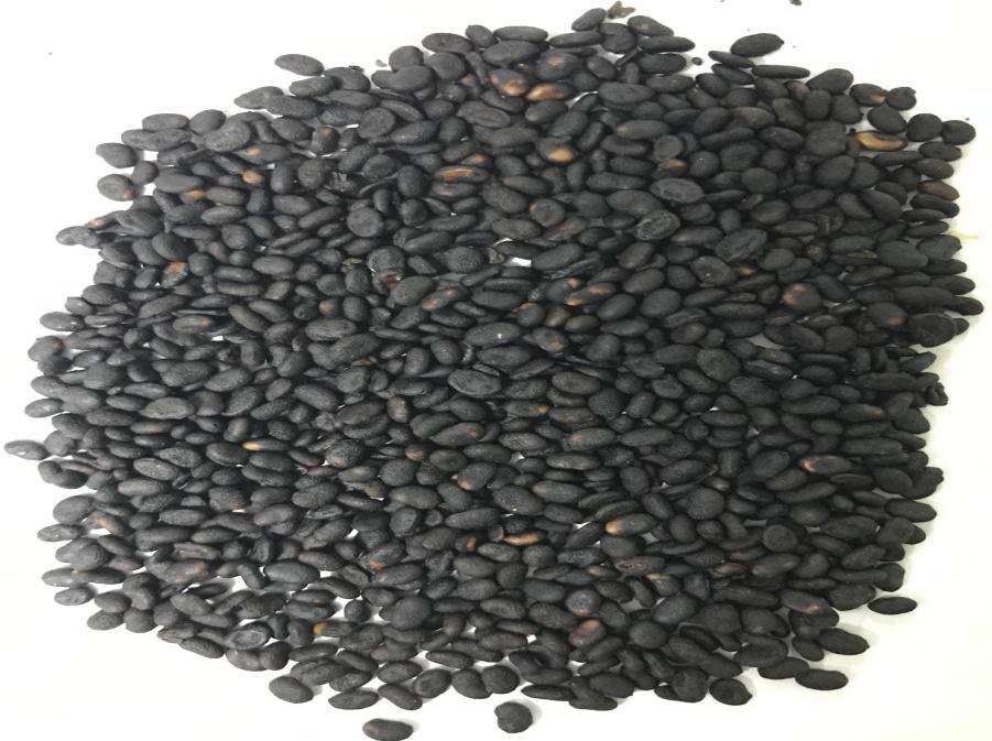 补骨脂可以补骨头吗,补骨脂成骨