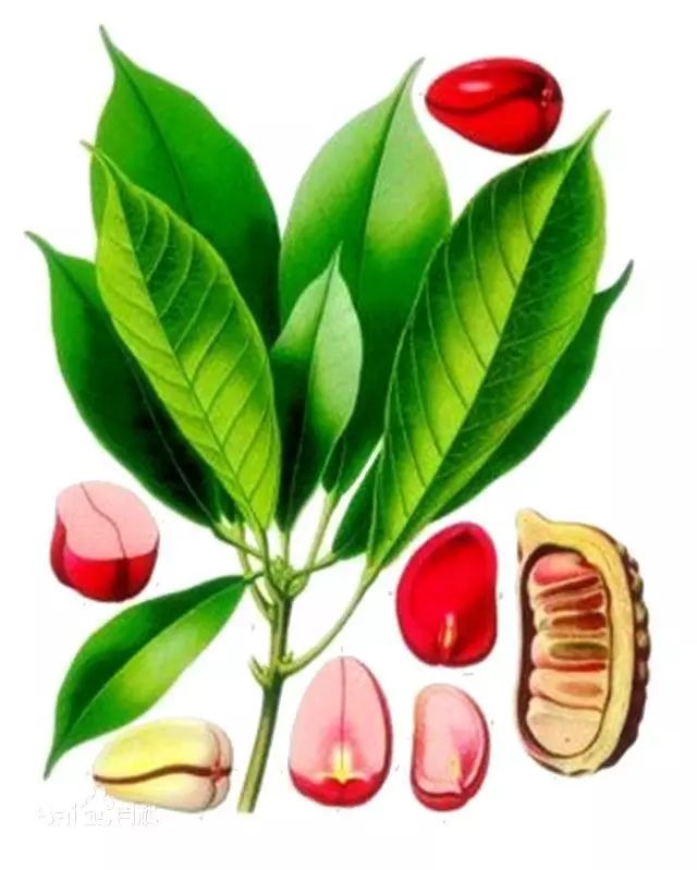 今日食普628期：咖啡因，天天打交道的精神药物