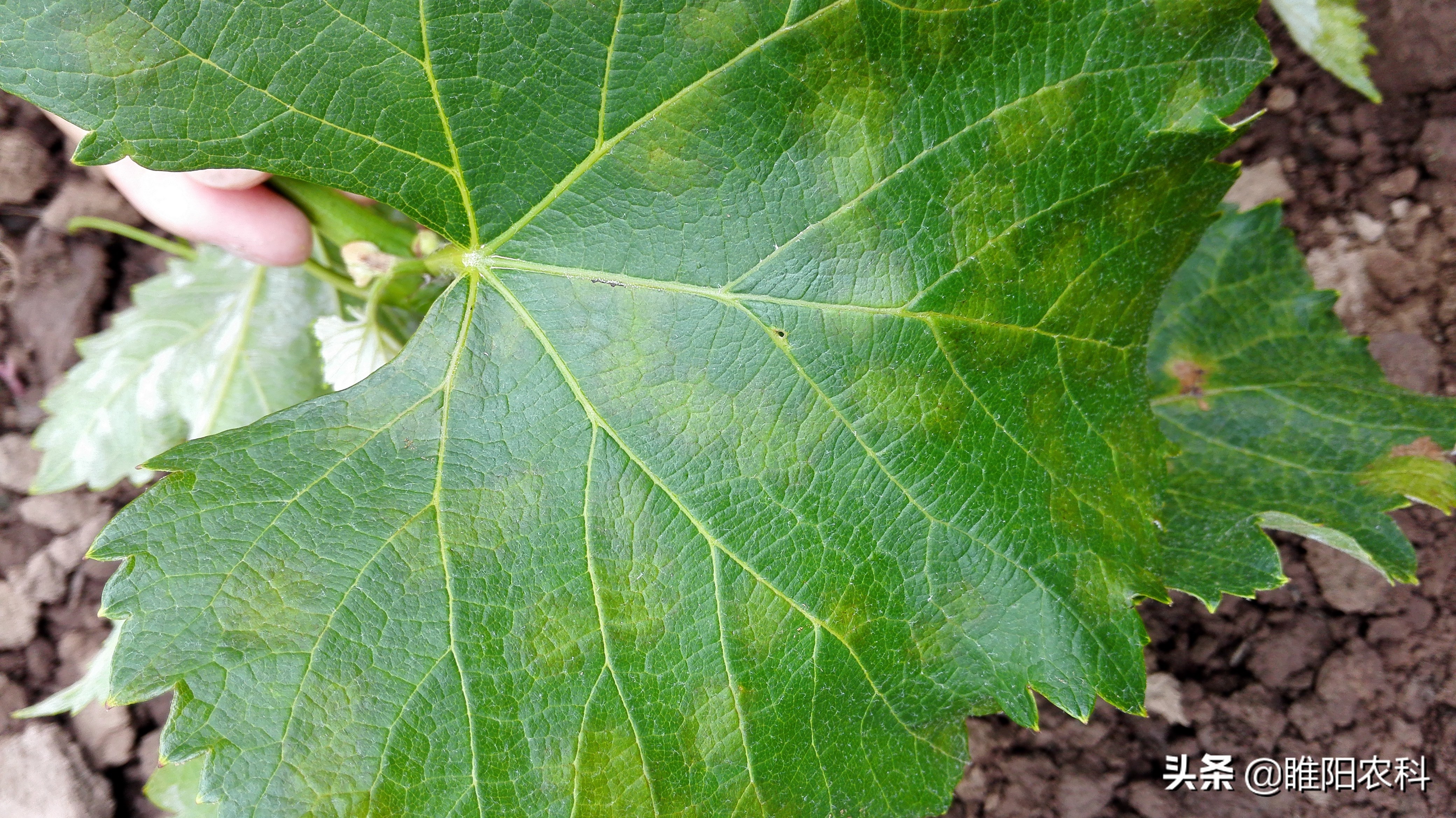 葡萄5大病害高效防治方案,葡萄坏了有什么症状