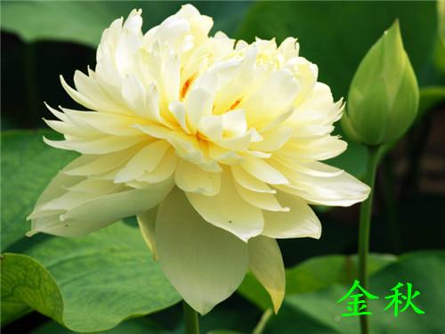 用荷花种子种植怎样让当年开花,荷花碗莲种下去多少天才能开花呢