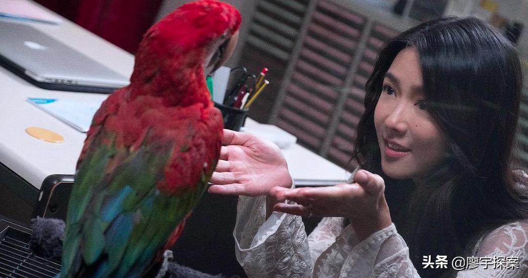 名侦探鹦鹉,名侦探鹦鹉破案