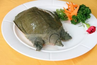 甲鱼养殖技术大全,甲鱼养殖技术一亩多少甲鱼