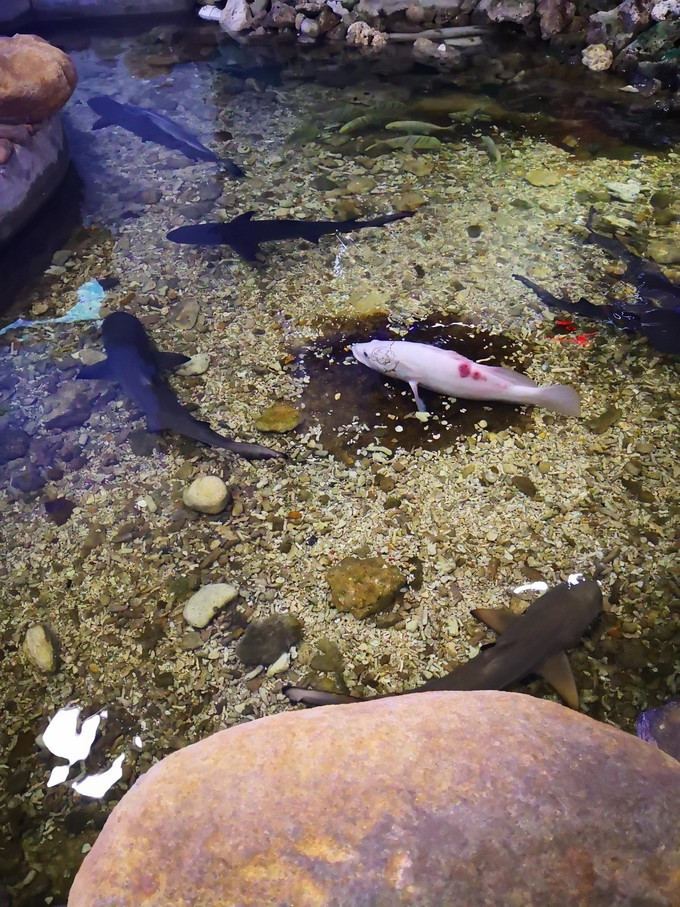 三亚新年自由行,一个人的旅行三亚之旅