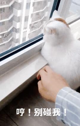 有哪些品种的猫咪性格特别黏人,各种猫咪性格特点