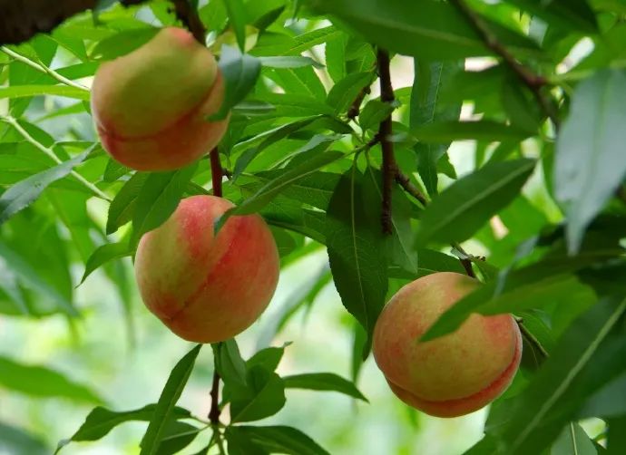古田水蜜桃原产地每日凌晨采摘,古田水蜜桃的季节