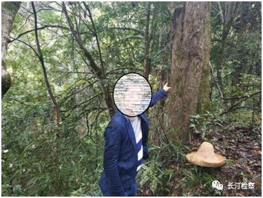 盗挖一棵被鉴定的古树判刑五年,盗挖的树桩被立案