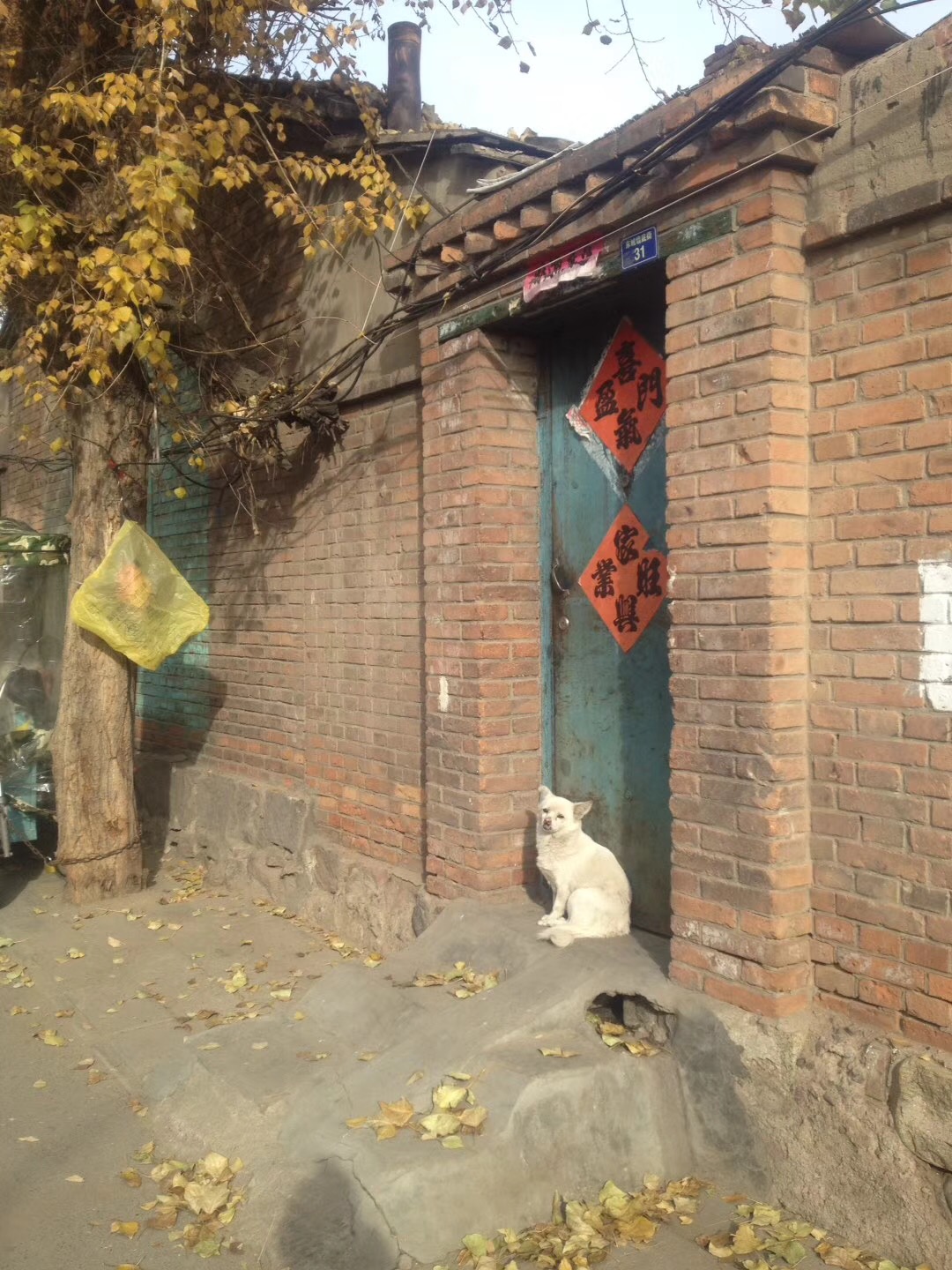 坝上草根——谨以此文献给苦难的农村孩子