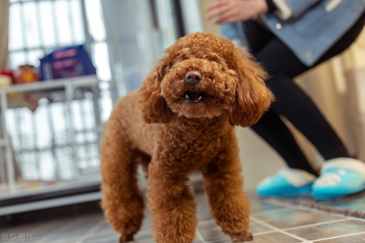 泰迪被当爷爷给宠坏了,把泰迪宠坏了