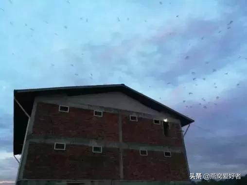 燕窝是什么东西做的,燕窝是什么意思