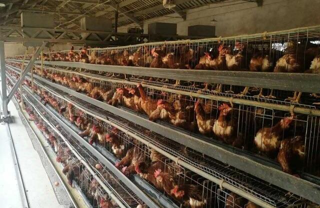 蛋鸡出现问题怎么处理,蛋鸡异常掉毛可要注意了