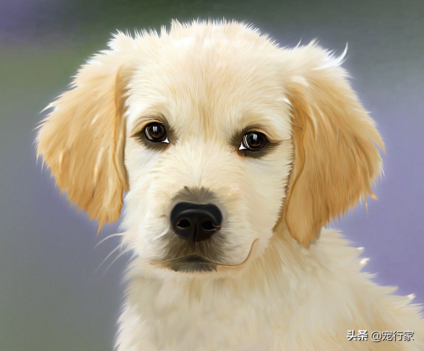 狗狗的毛很柴怎么办,狗狗的毛很干枯