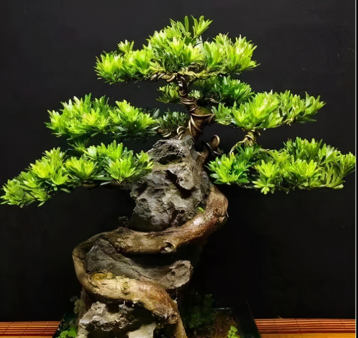 罗汉鱼常见品种,罗汉鱼十大品种排名