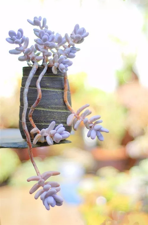 多肉老桩速成法，根本用不了三五年！美的大开眼界