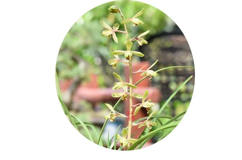 长寿梅蕙兰怎么种植,蕙兰老八种兰花哪一种最好