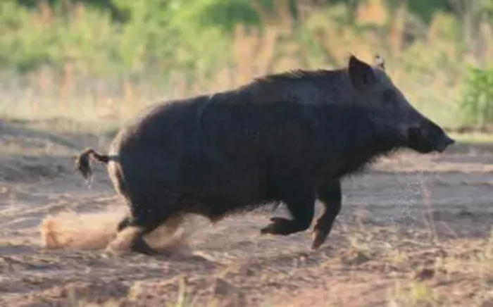 10元1斤！安徽六安野猪泛滥，当地批准捕杀野猪，条件是什么呢？