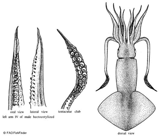 硬核科普全部,硬核科普大全视频