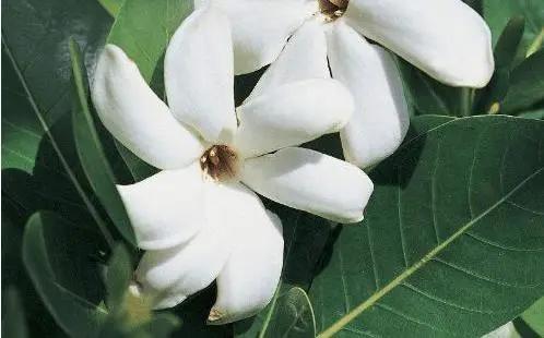 栀子花水培长根后可以一直水养吗,水培栀子花养殖方法