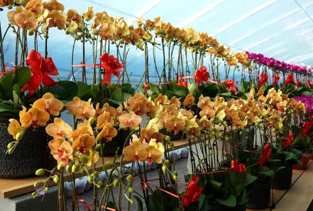 聊城滑雪场地推荐,聊城哪里有滑雪场地