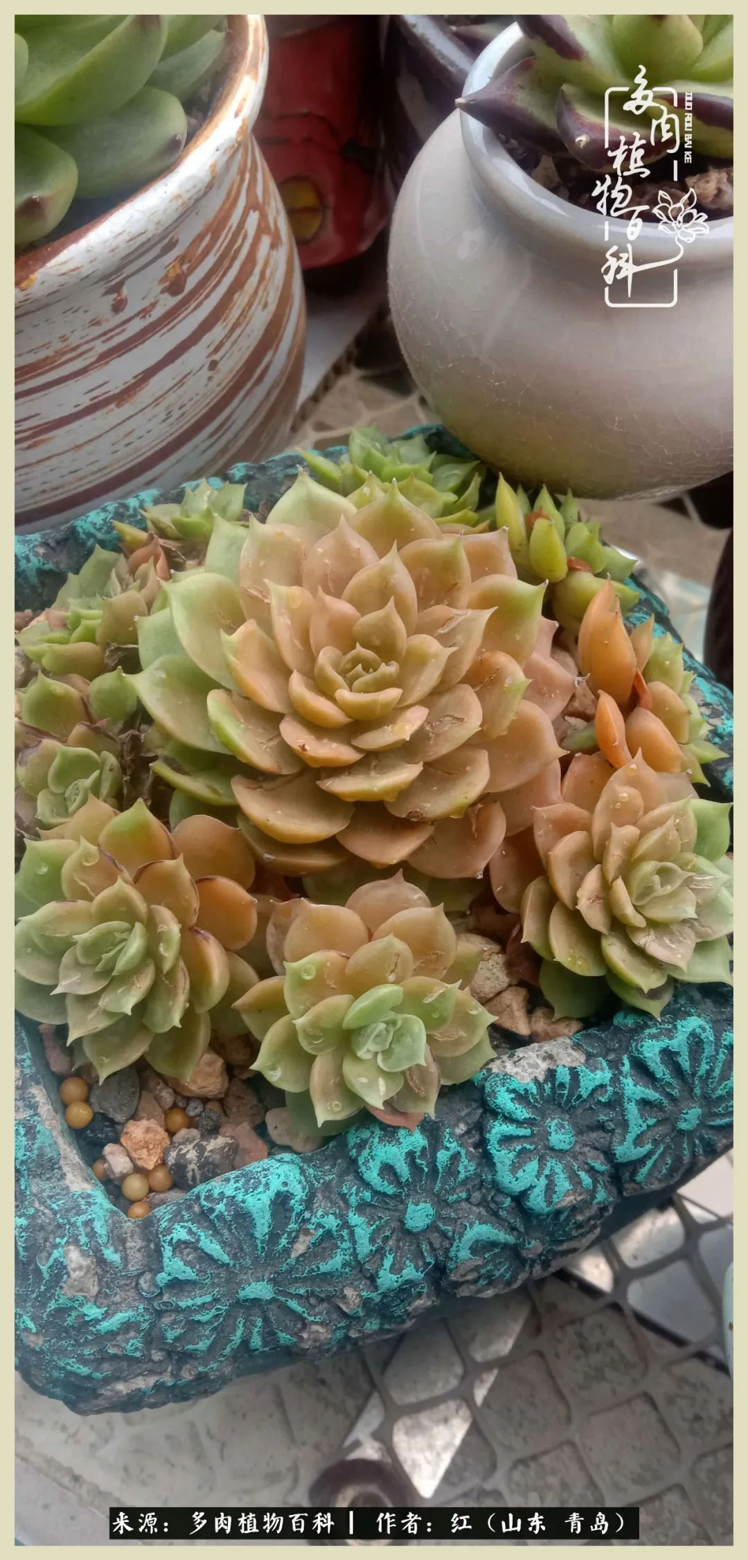 度夏多肉秋天发根,度夏坚强活下来的肉肉们