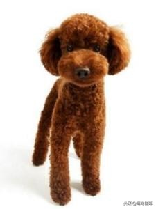 泰迪（犬类品种）”一般是指“贵宾犬（犬类品种）