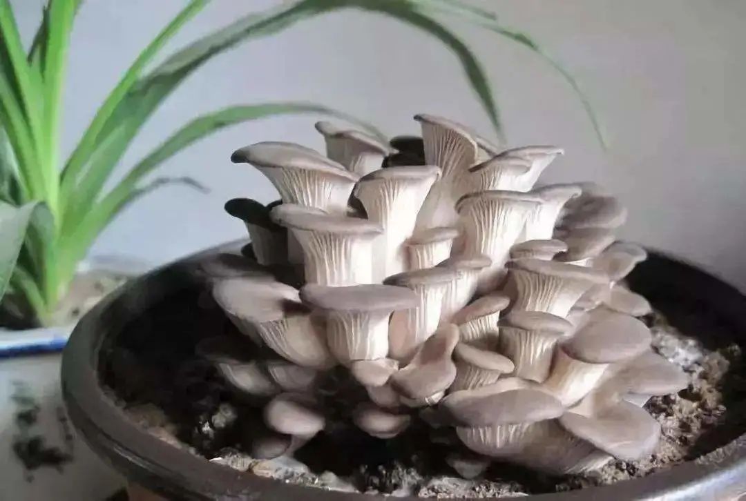 采蘑菇的小姑娘教程版,采蘑菇的小姑娘教学视频完整版