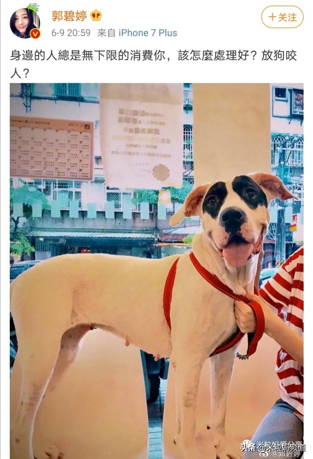 向太称郭碧婷答应生三个孩子,向太称郭碧婷要三胎