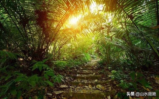 南靖珍稀植物,漳州市南靖县和溪镇乐土原始森林