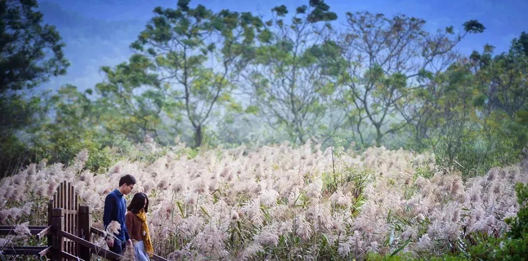 鼓浪屿必去的海岛,珠海坐船去鼓浪屿