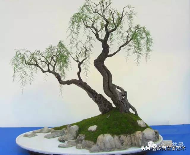 双干树,双干型果树