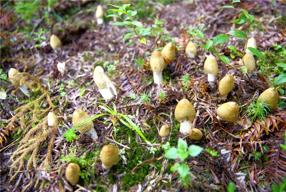 一声闷雷歌词,一声声闷雷