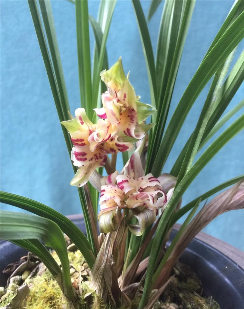 北方五月兰花管理,北京养兰花注意什么事项