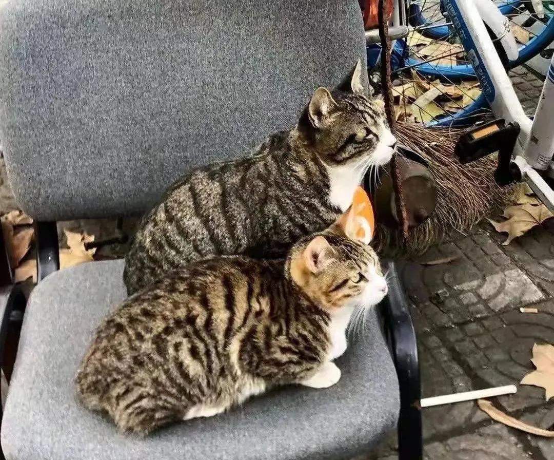 全网都以为复旦大学的猫被偷了，几天后…气得想骂猫