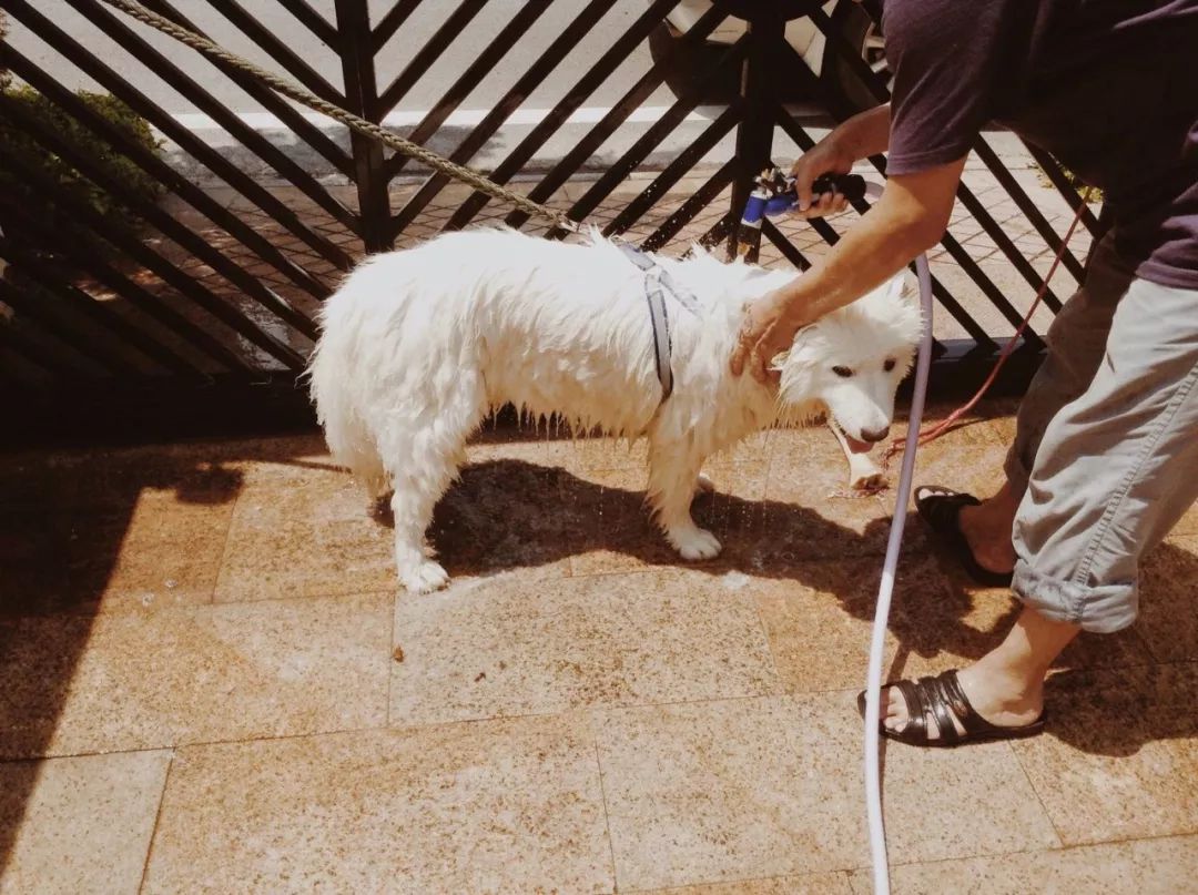 大狗去宠物店,自己在家洗宠物狗需要注意什么