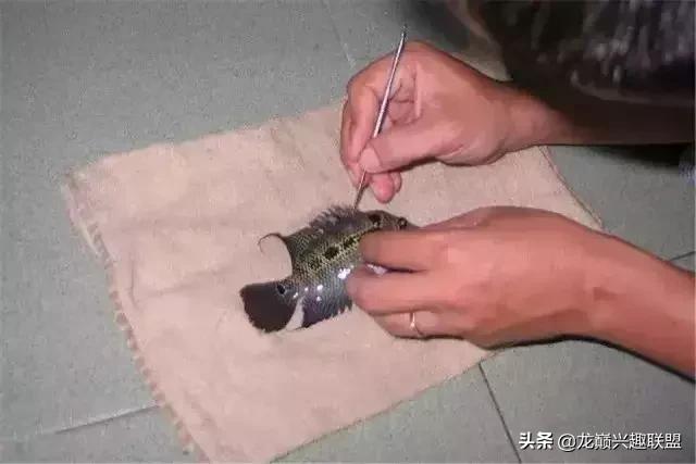 宠物整形美容,给宠物做美容多少钱