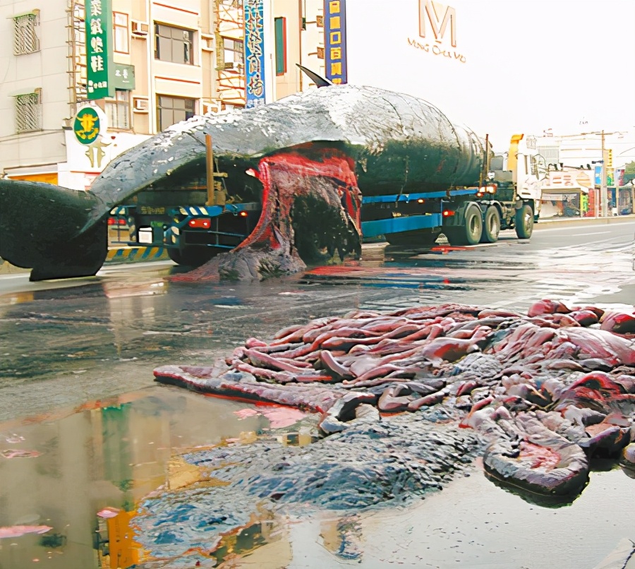 海域发现最大的鲸鱼,现在发现海上最大鲸鱼有多大