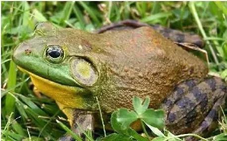 牛蛙腹水怎么杀,牛蛙烂尾病怎么治