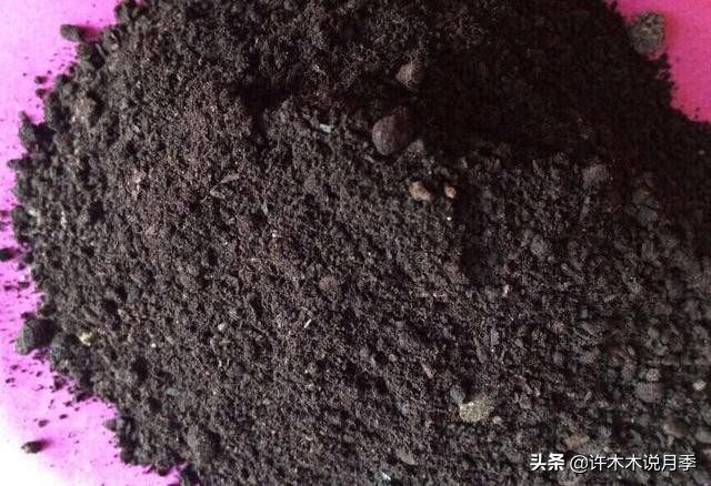 养好月季6大诀窍，附带配土、浇水、施肥详细教程。助你花开满园