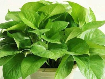 绿萝叶烂根发黑变黄是什么原因,绿萝怎么做不变黄