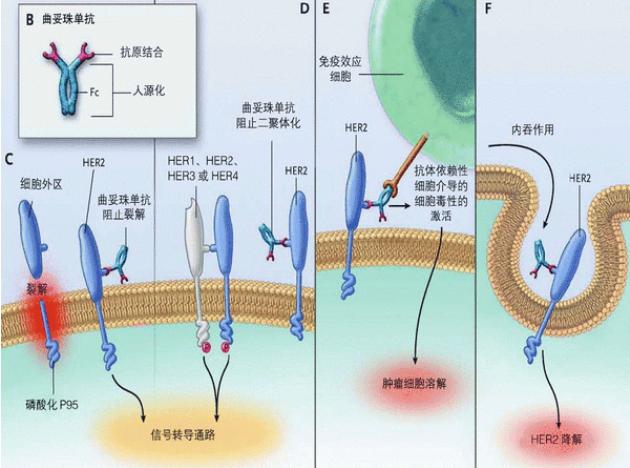 乳腺癌靶向治疗双靶和单靶,乳腺癌术后打双靶向副作用