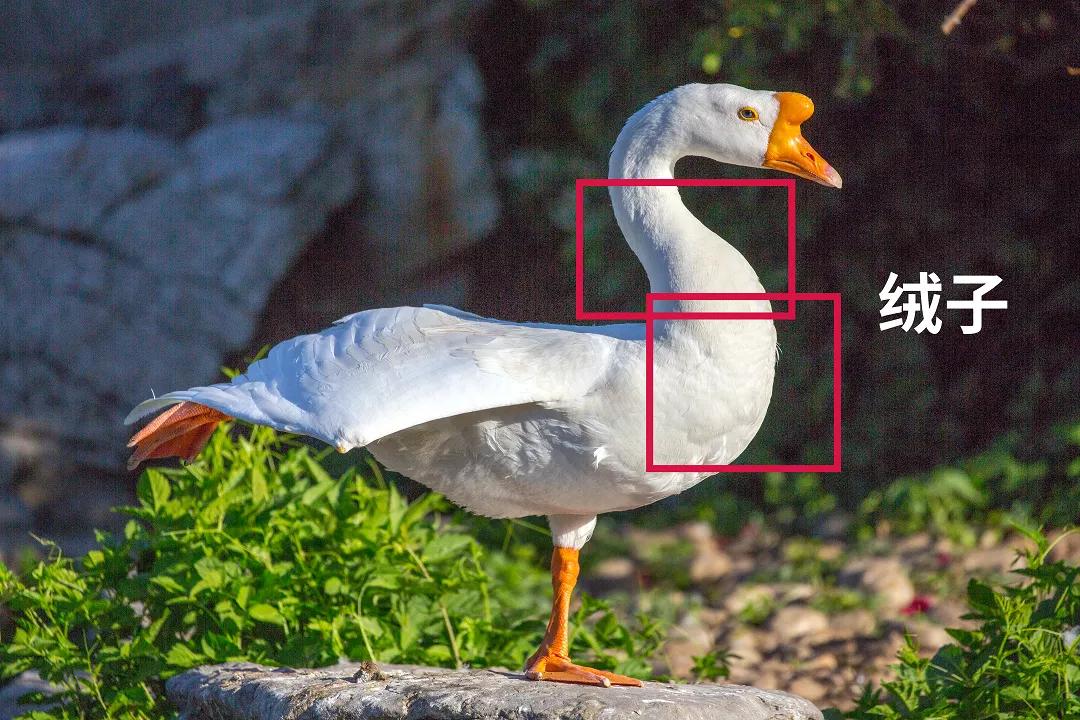 加拿大鹅羽绒服贵在哪,北面羽绒服鸭绒和鹅绒的区别