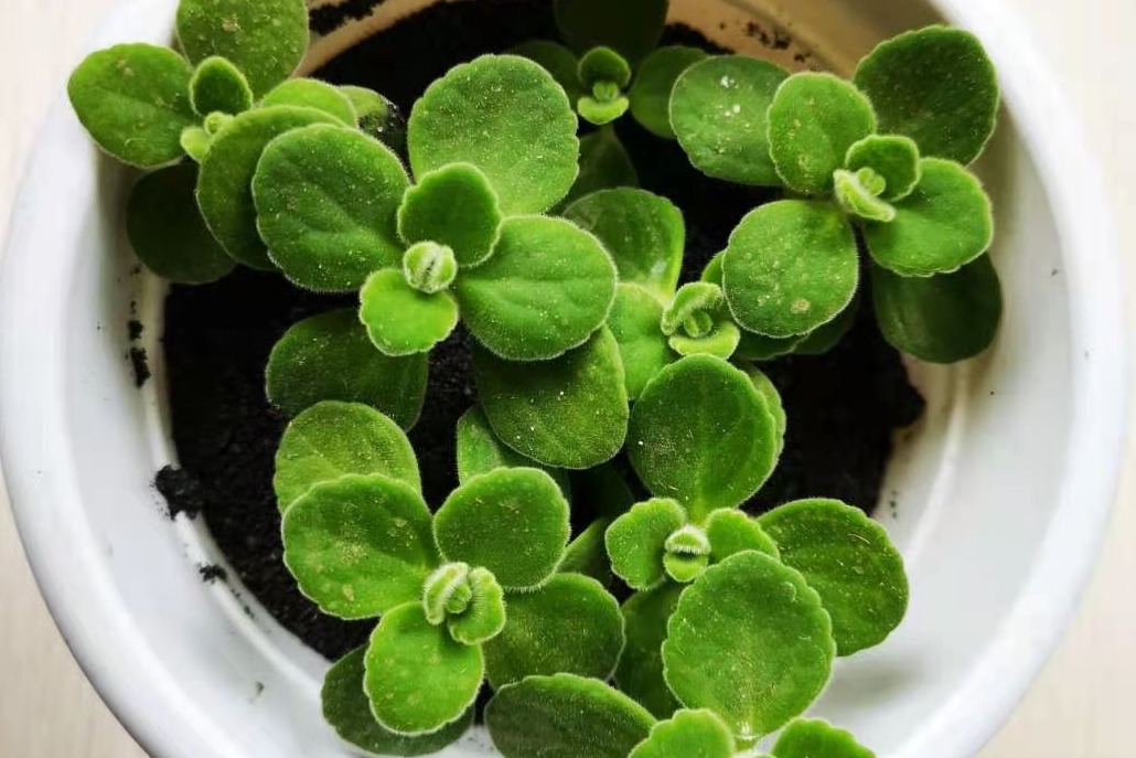 适合邻居养的十种花,养这7种花大人小孩都能养好