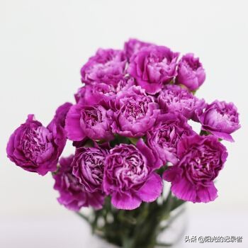 520简短浪漫花语是什么,520朵玫瑰的浪漫花语