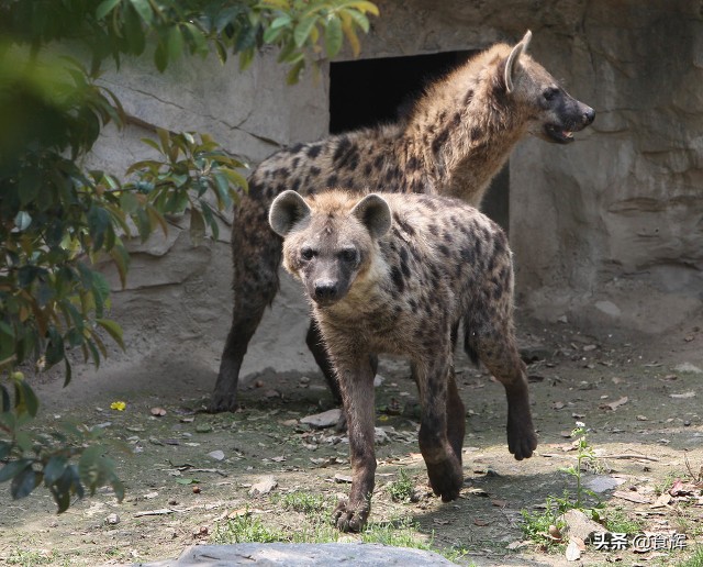 哪些事是到了山西才知道的,鹿泉那些事