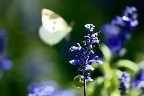 12个句子看透人世浮华,看透人世浮华做一个简单的人