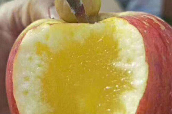 运城哪个县苹果好吃,运城苹果哪个县最好