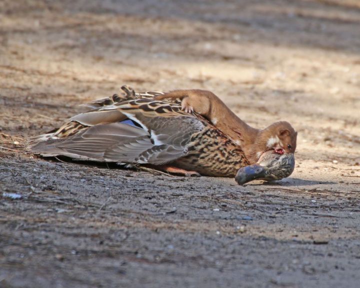 一年捕鼠3500只完整视频,一年灭鼠35万只老鼠