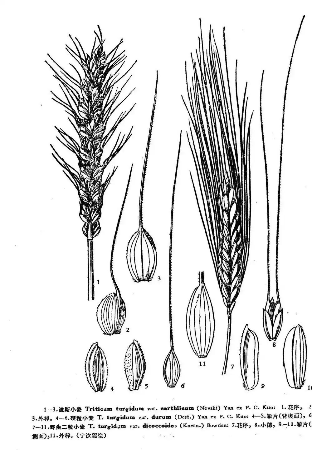 各种蔬菜水果祖先的样子,各种蔬菜祖先