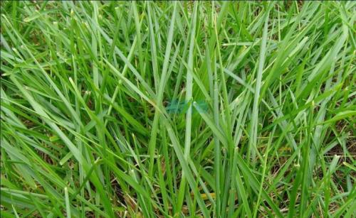 冷季型暖季型马尼拉,西南地区草皮